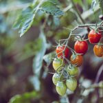 When to Plant Tomatoes in NZ: A Complete Guide for Thriving Tomato Plants