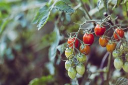 When to Plant Tomatoes in NZ