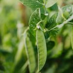 Greenhouse Planting Calendar NZ: The Ultimate Year-Round Guide